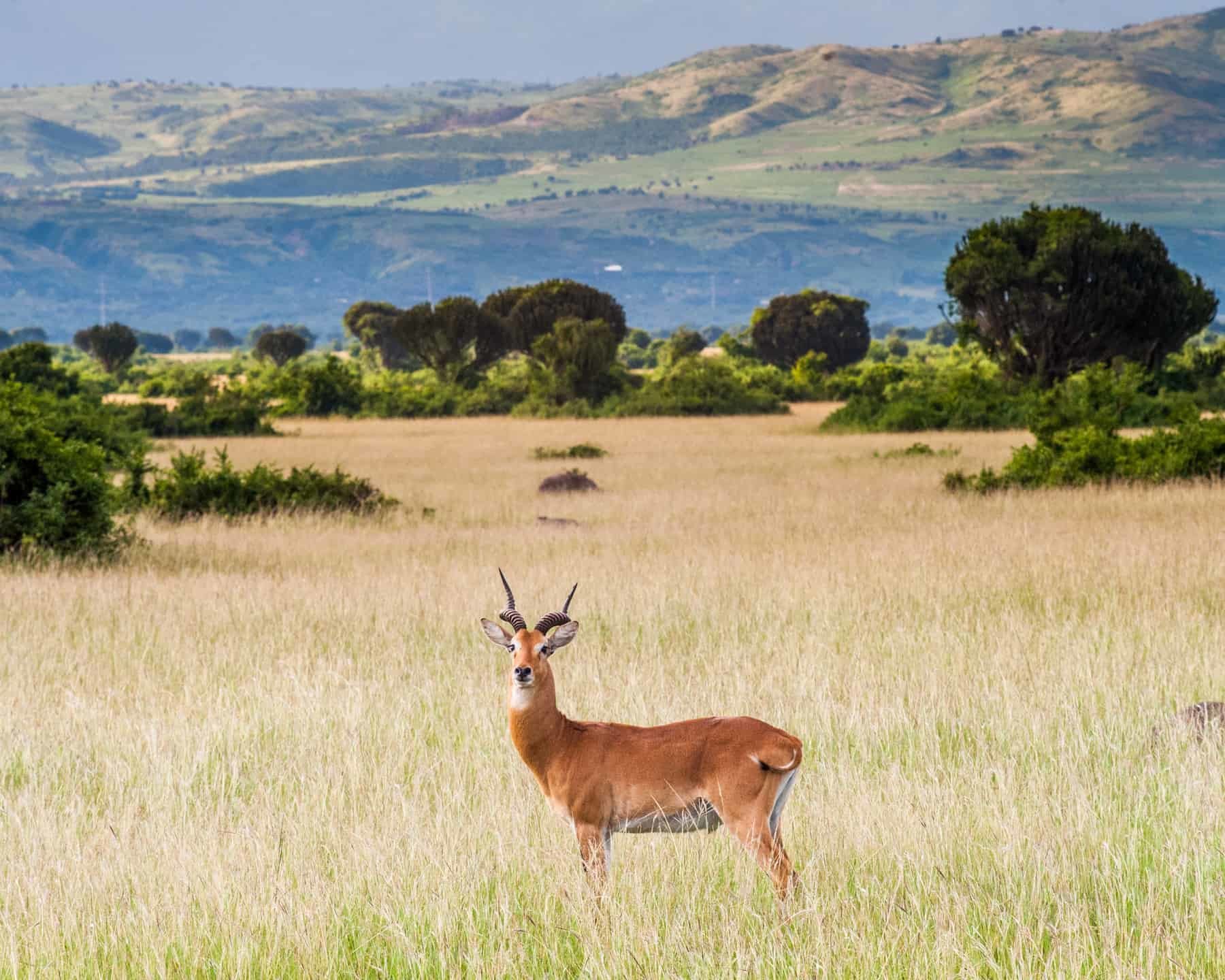 Queen Elizabeth Safari Park in Uganda, antelopes