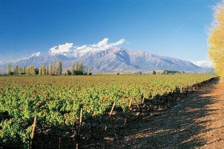 Wineyard in Maipo Valley Chile